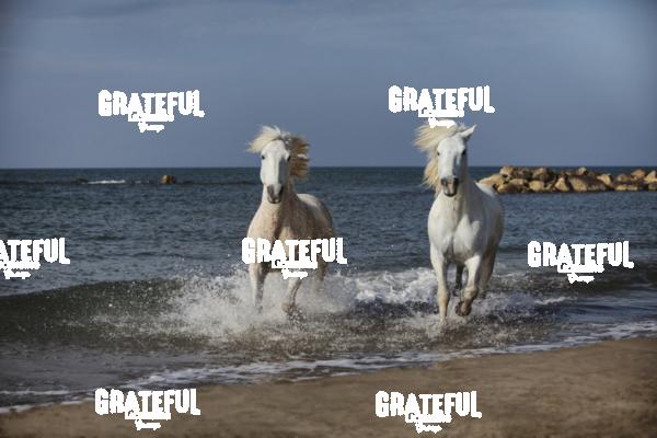 Camargue Horses 17
