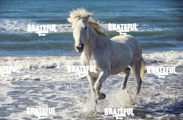 Camargue Horse