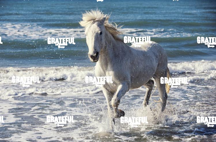 Camargue Horse
