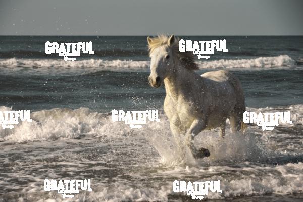 Camargue Horse 3