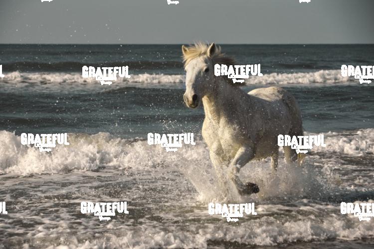 Camargue Horse 3