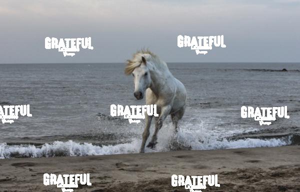 Camargue horses 16