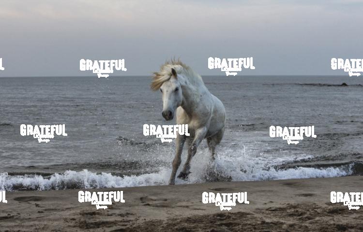 Camargue horses 16