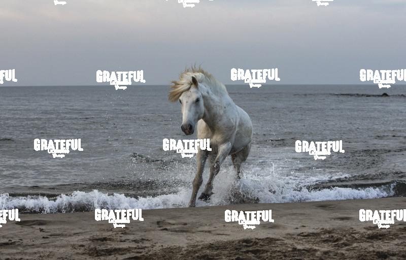 Camargue horses 16