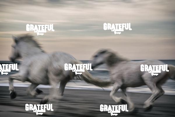 Camargue horses 14