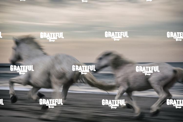 Camargue horses 14