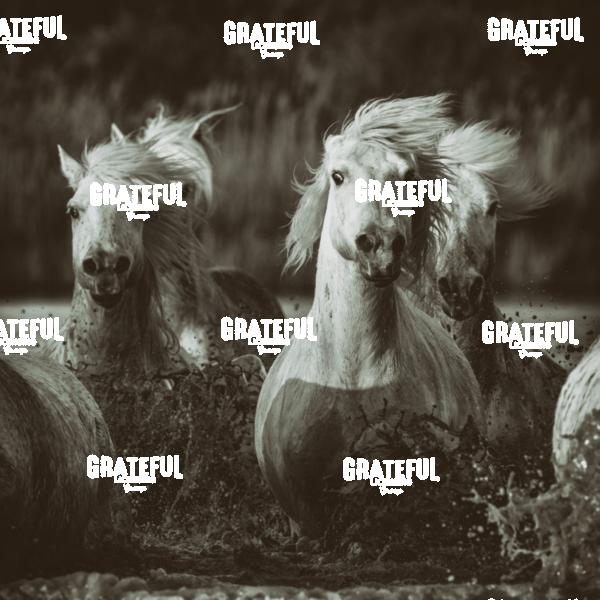 Camargue horses 29