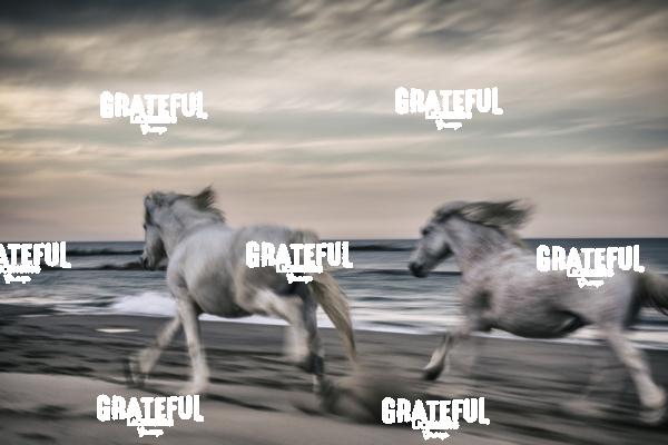 Camargue horses 15
