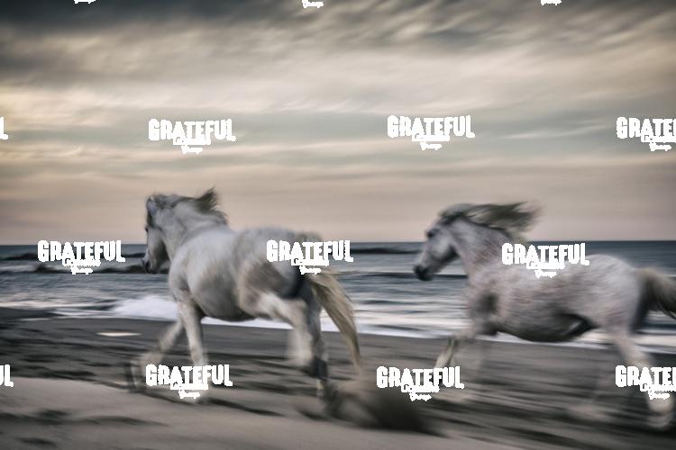 Camargue horses 15