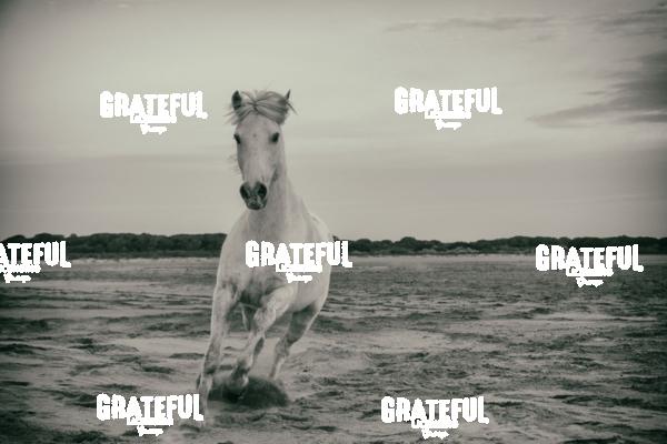 Camargue horses 8
