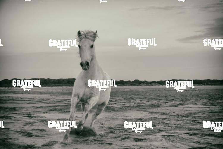 Camargue horses 8
