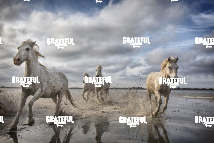 Camargue horses 59
