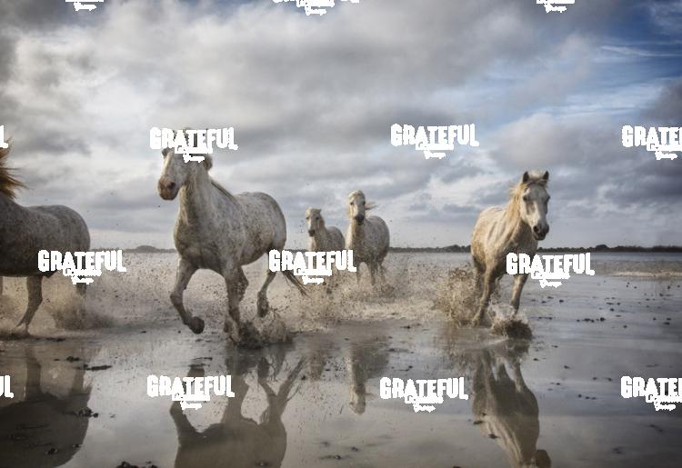 Camargue horses 58