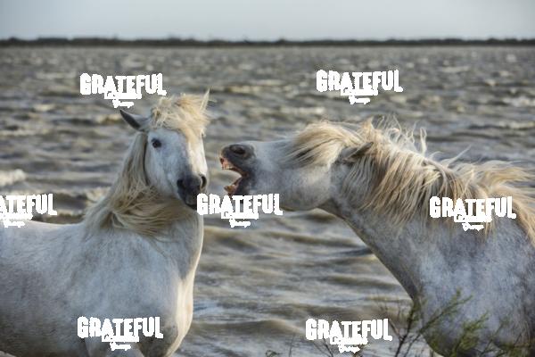 Camargue horses 48