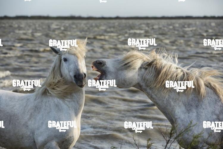 Camargue horses 48