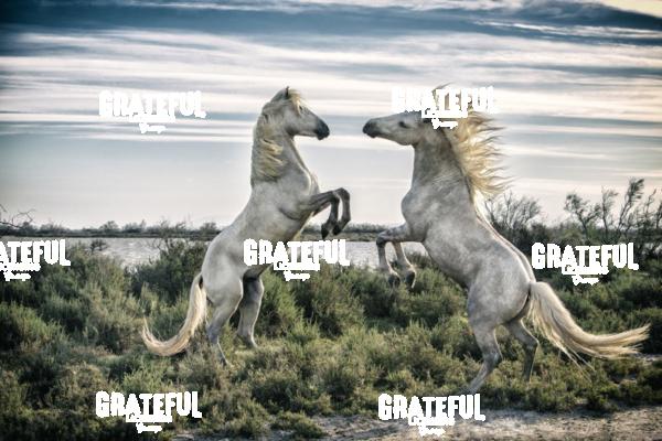 Camargue horses 49