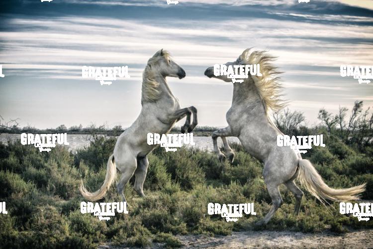 Camargue horses 49