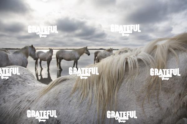 Camargue horses 61