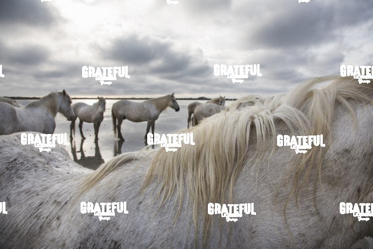 Camargue horses 61