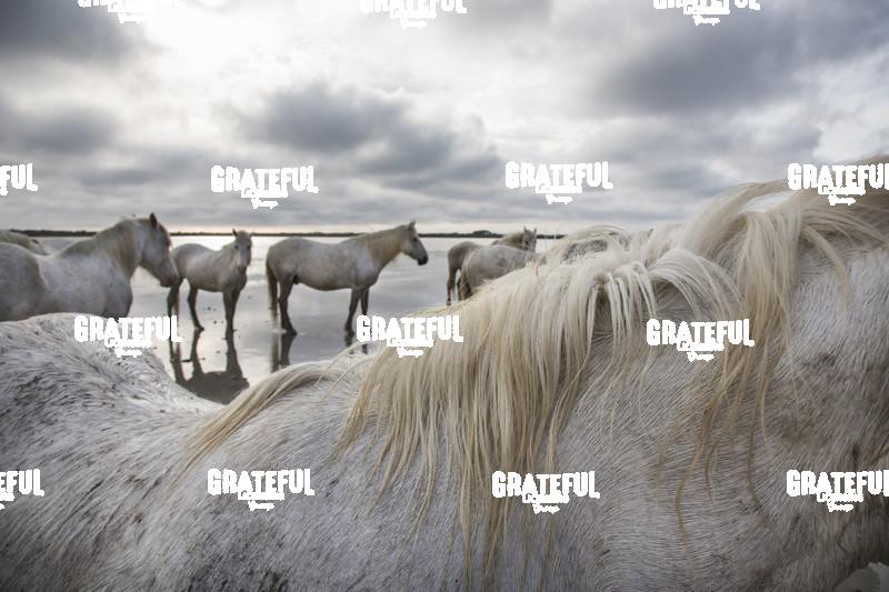 Camargue horses 61