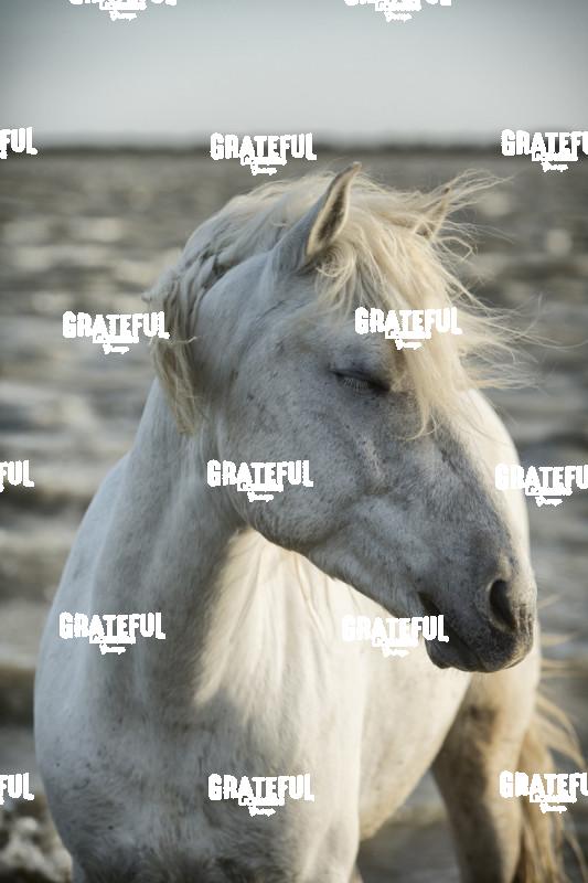 Camargue horses 47