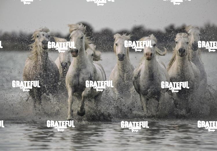 Camargue horses 53