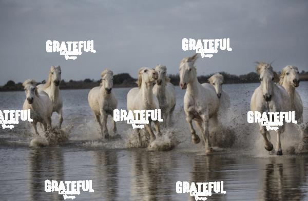 Camargue horses 52