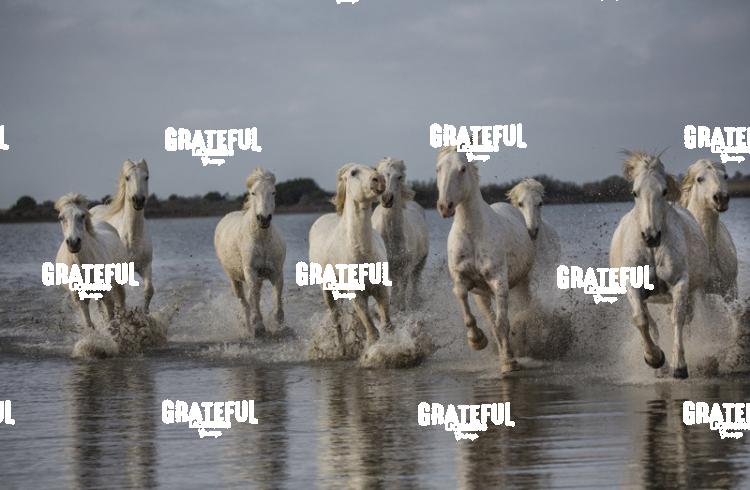 Camargue horses 52