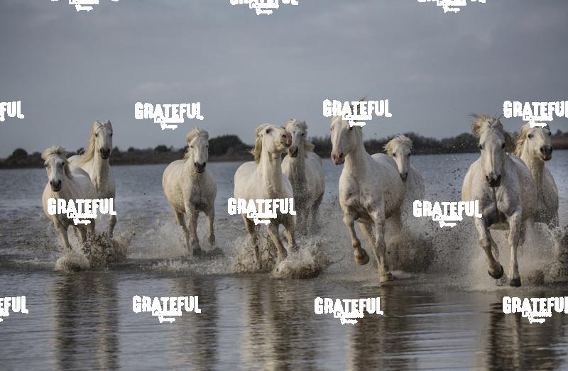Camargue horses 52