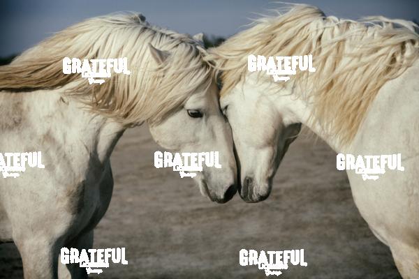 Camargue horses 50