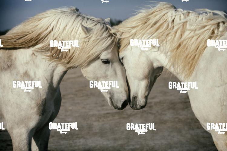 Camargue horses 50