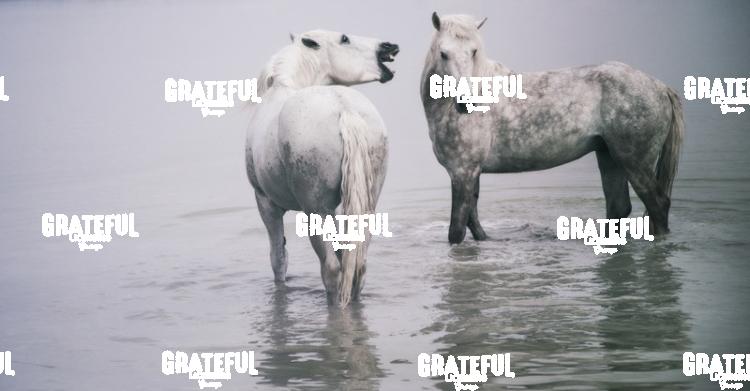 Camargue horses 3
