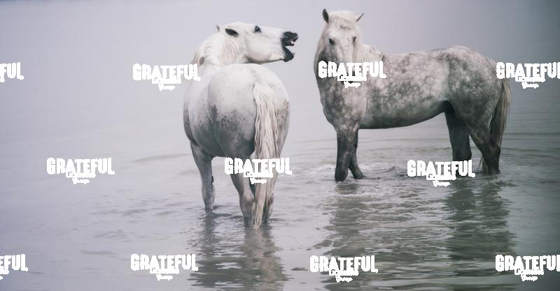 Camargue horses 3
