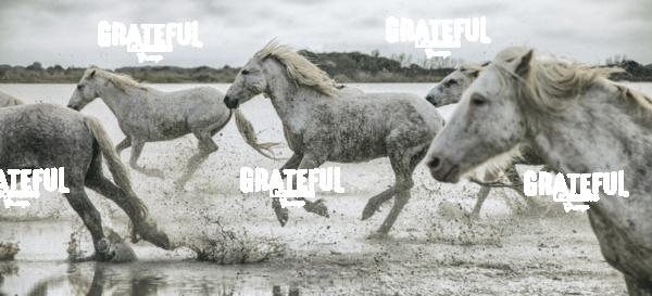 Camargue horses 2
