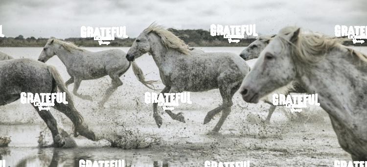 Camargue horses 2