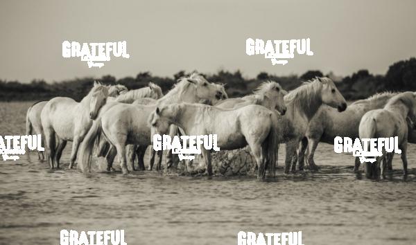 Camargue horses 51