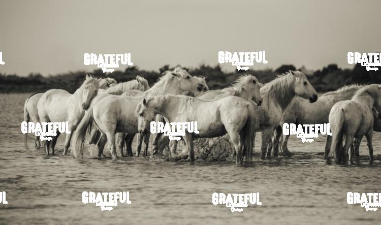 Camargue horses 51