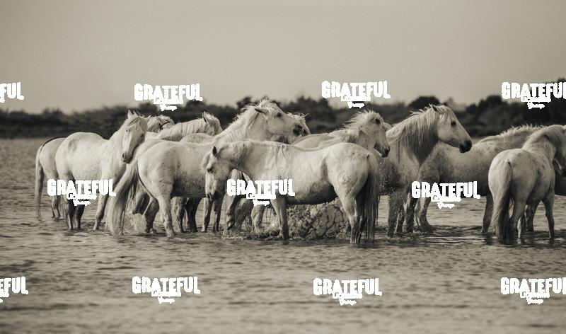 Camargue horses 51