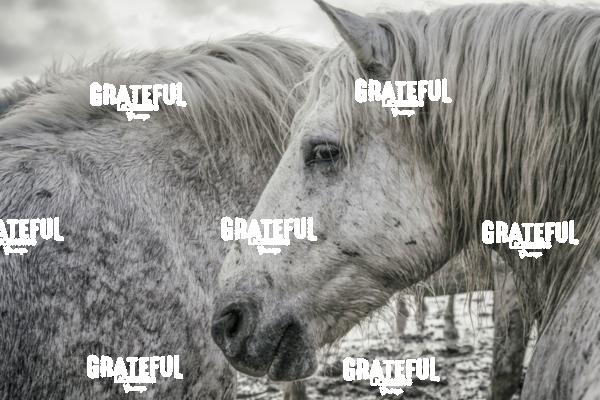 Camargue horses 55