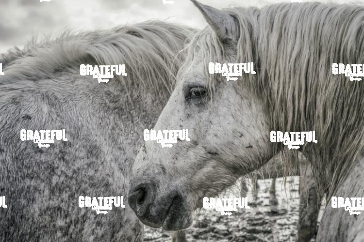 Camargue horses 55