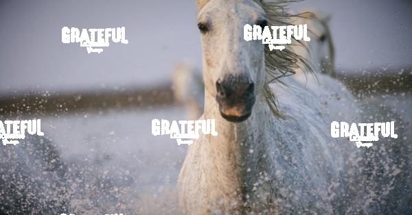 Camargue horses 6