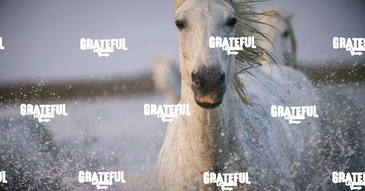 Camargue horses 6