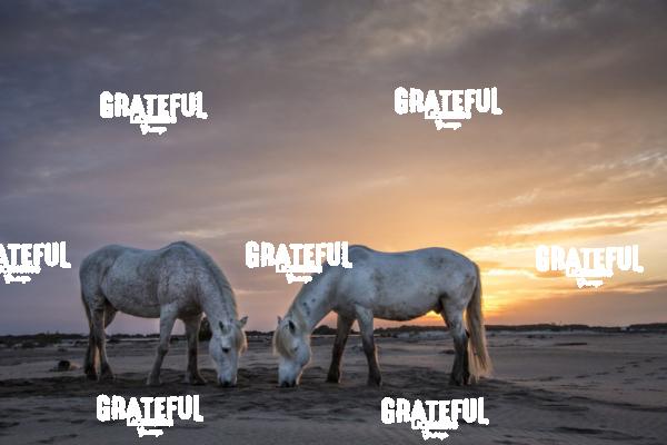 Camargue horses 7