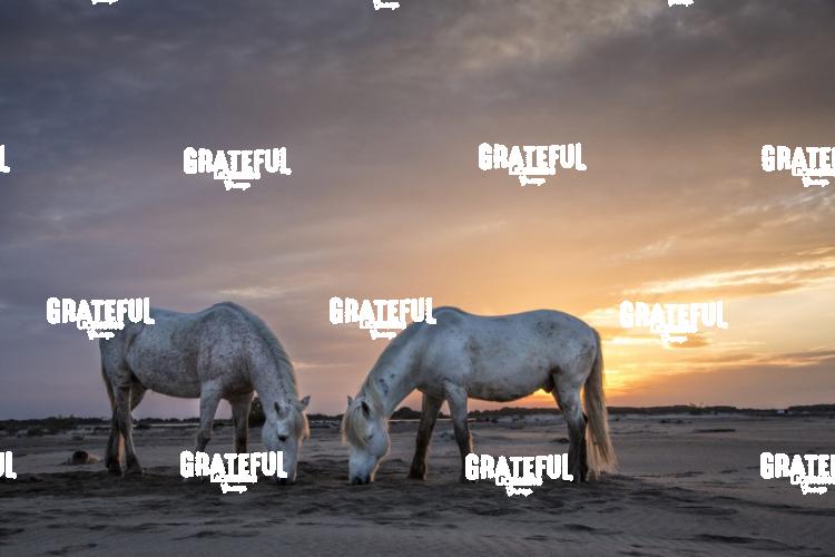 Camargue horses 7