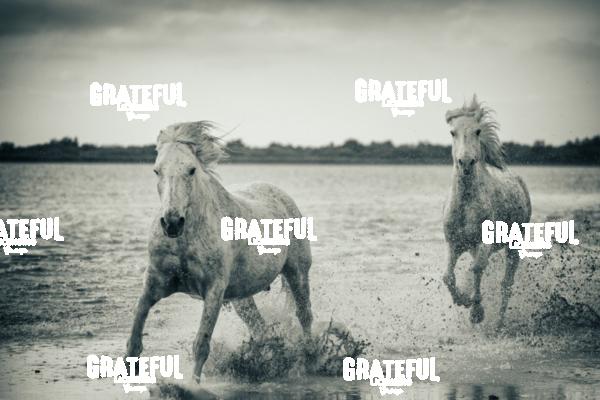 Camargue horses 54