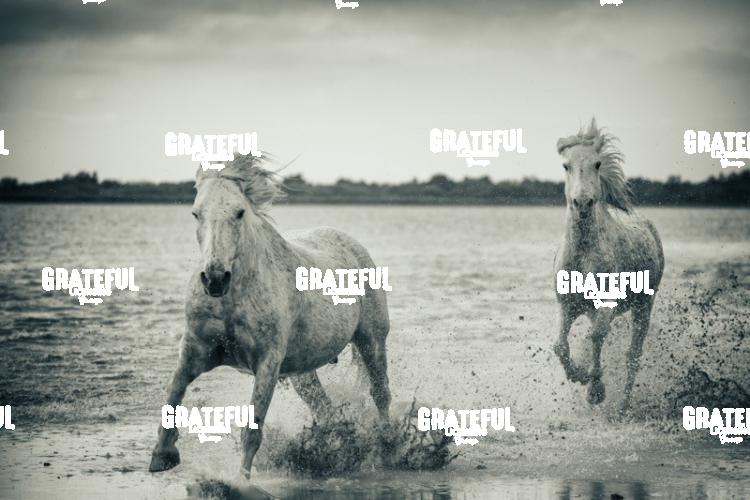 Camargue horses 54