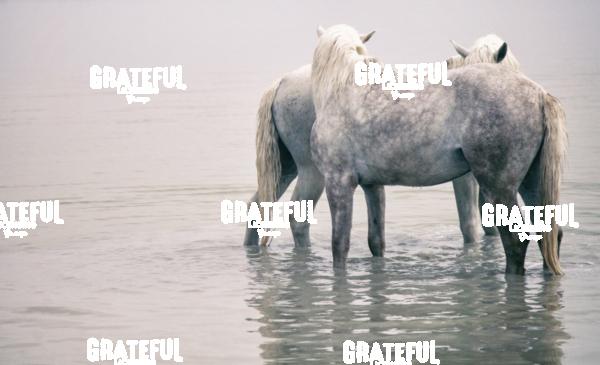 Camargue horses 4