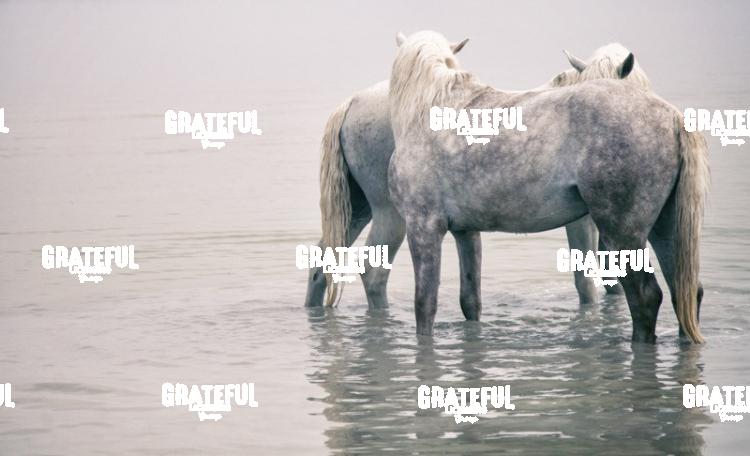 Camargue horses 4