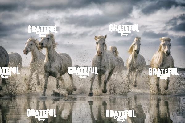 Camargue horses 57