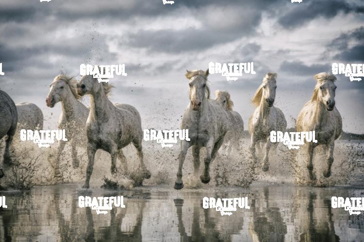 Camargue horses 57